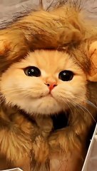 Hy puppy tiger  my little tigers