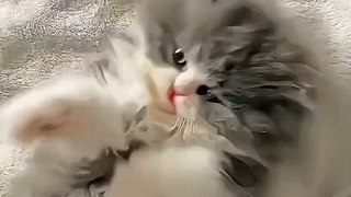 Naughty kittens || cats kitten ||Soo funniest ||