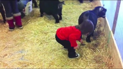 Funny Baby and Goat - Cute Baby and Animals Compilation