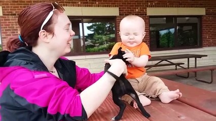 Baby and Dog Fun and Fails - Funny Baby Video