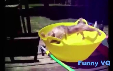 Funny Videos  Funny dogs - Funny animal videos - Funny prank videos - Funny fail compilation 2015