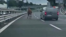 Hipodromdan kaçan at trafiği birbirine kattı