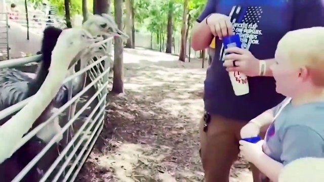 Funny Baby and Animals at the Zoo - Funny Cute Baby Video