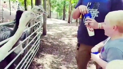 Funny Baby and Animals at the Zoo - Funny Cute Baby Video