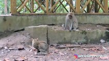 Monkey and Cat Funny Moments Funny Animals Fun More