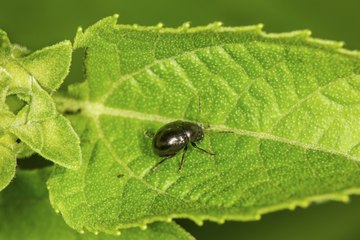 How to Get Rid of Flea Beetles in Your Garden