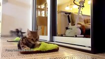 FANNY CATS VIDEO   FANNY CATS COMPILATIONS   FANNY VIDEO   Funny Animals Funny Pranks Funny Fails 72