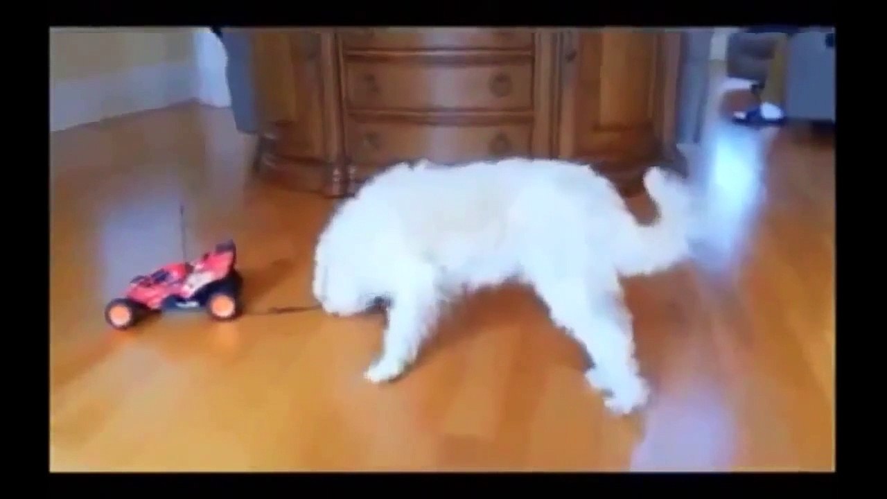 thug life animals compilation - thug life - best thug life animal compilation ep 3   funny