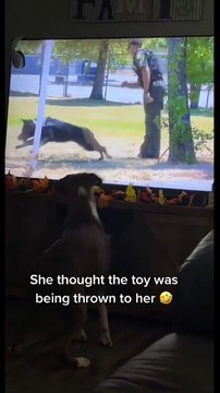 Funny Trend Animals Dogs And Cats Videos Tranding Video