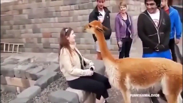 Funny Animal Attacks Amusing Compilation 2015