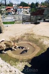 Funny videos funny animals videos fun funny moments  2022