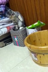 Funniest person funny animals videos moment