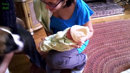 baby funny videos and mom and dad and dog