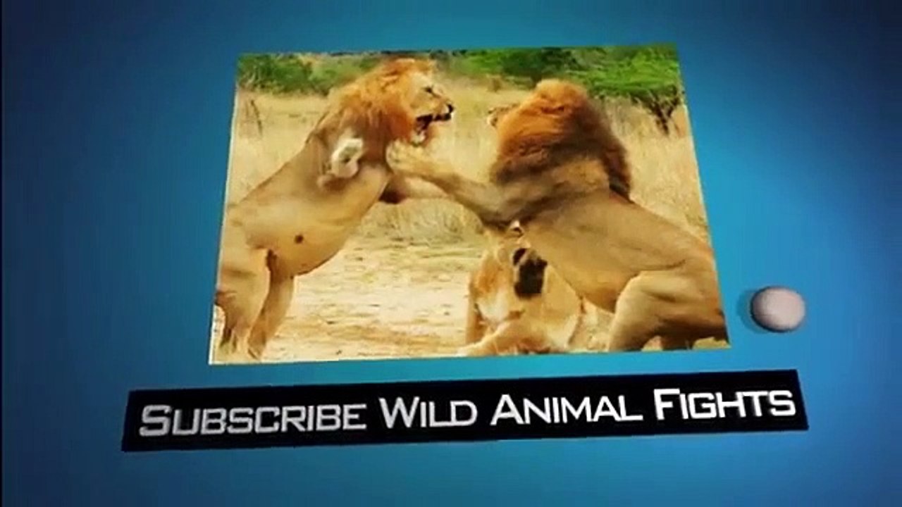Biggest Wild Animal Fights 2 Amazing Videos Vidéo Dailymotion