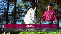 Arabian Horses Compilation of 12 Different Pure Arabian Breeds   horses compilation