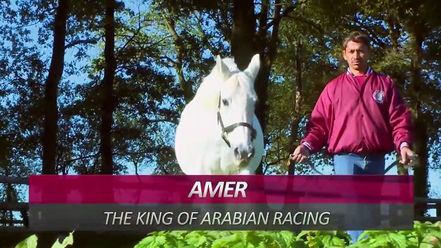 Arabian Horses Compilation of 12 Different Pure Arabian Breeds horses compilation