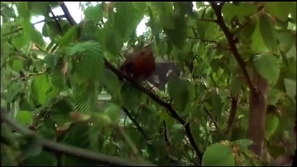 Le peuple migrateur Bande-annonce (EN)