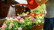 Follow This Summer Garden Checklist to Keep Plants Thriving All Season