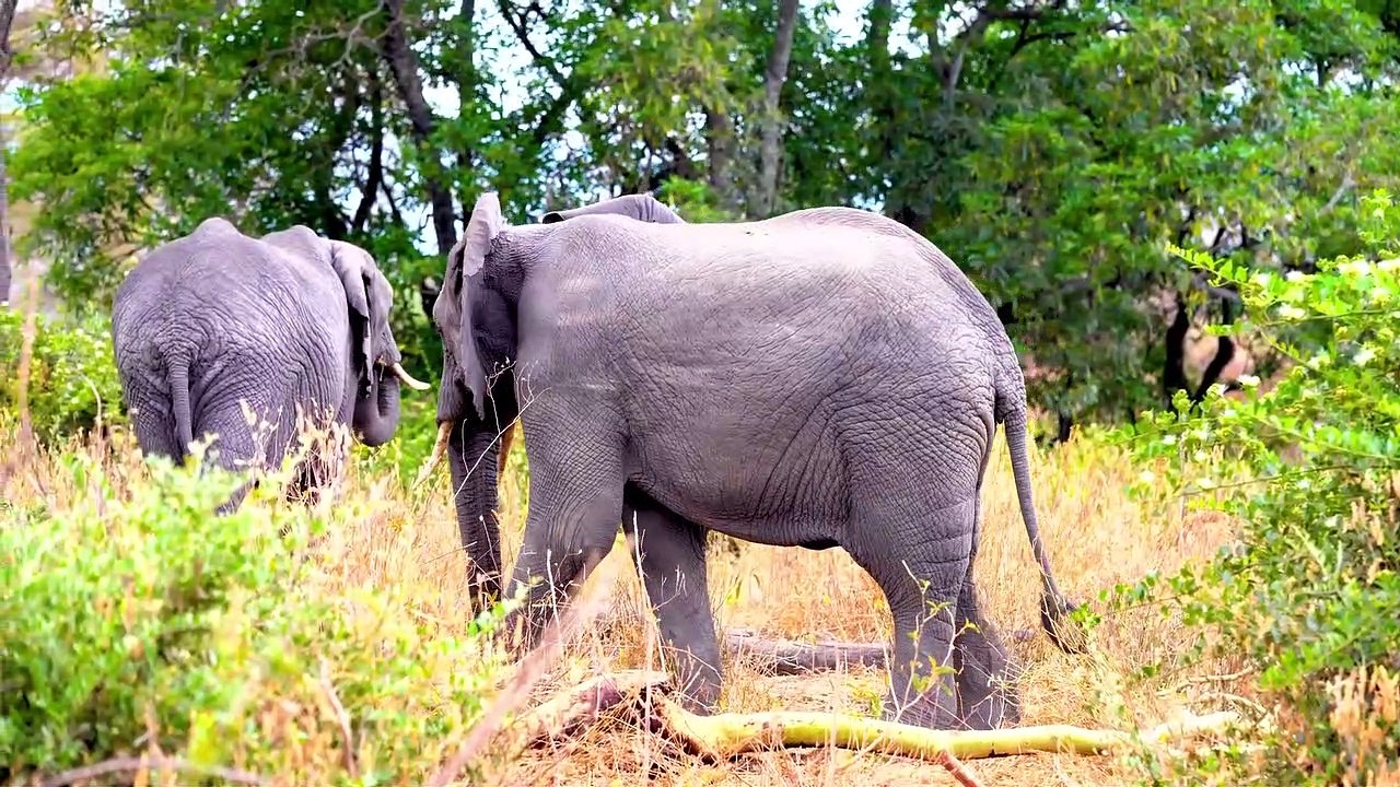 Amazing Beauty 12K HDR 60fps Dolby Vision_1080pFHR