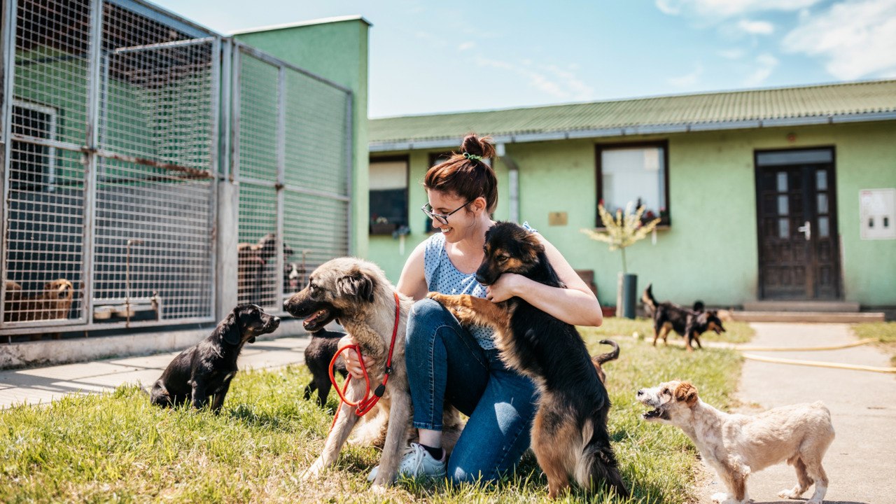 Homeless And "Inseparable," Dog And Goat Besties Find Forever Home In North Carolina