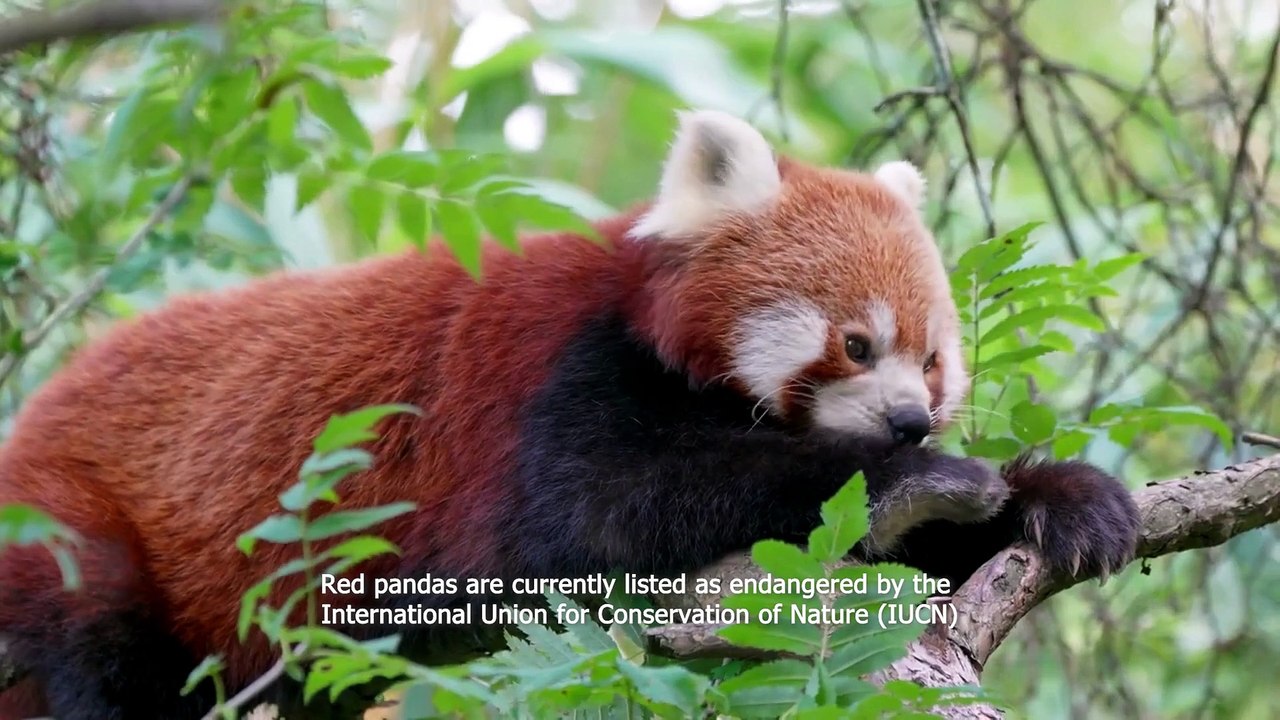 Red Panda Remix