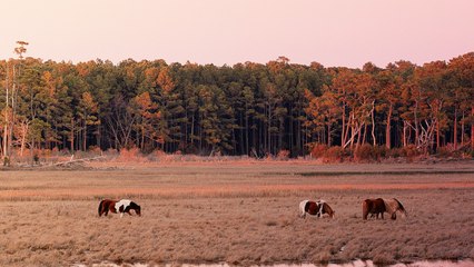Wildlife Officials Investigating "Unexpected" Death Of North Carolina Wild Horse