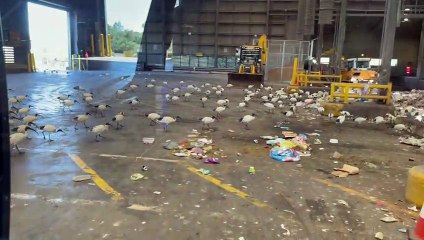 Birds Flock to Garbage Dump