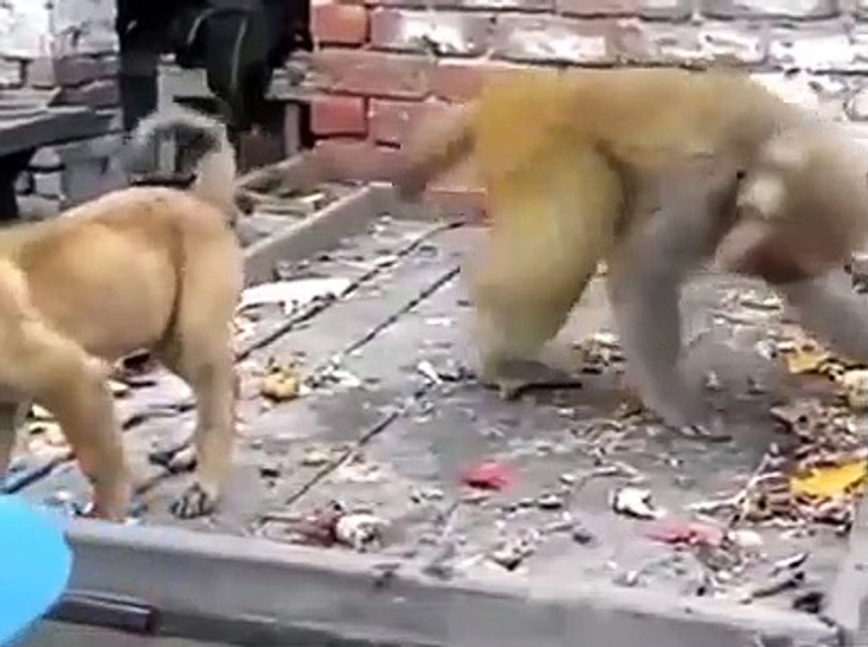 FUNNY MONKEY WITH DOG  FULL ANJOY