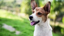 10 Best Dog Breeds for Young Kids