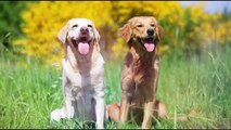 Golden Retriever vs Labrador Retriever - which dog is best for you