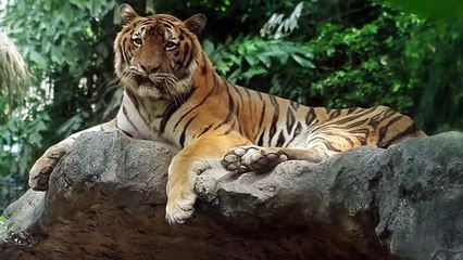 6 Animals That Can DEFEAT A Tiger