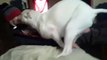 Funny Dog video Horny dog humps