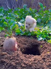 Cute baby animals Videos Compilation cute moment of the animals #3 Cutest Animals 2023