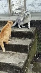 #Cats #cat #kitty #catfunnyvideo #catlover #cutecat #catvideo #kittyvideo #catfunnycute