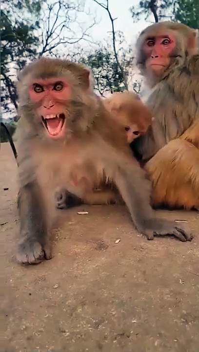 Monkey mother protecting her chMld #dzistic