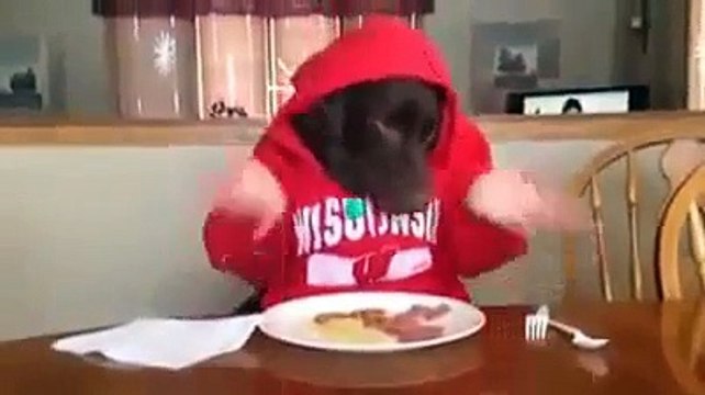 Funny dog eating like human Funny.Very