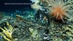 Descubren un prístino arrecife de coral en reserva marina de Galápagos