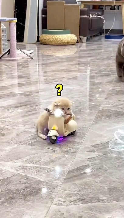 Quite pet