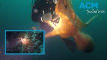 Close encounter: 'Giant Pacific octopus' wraps tentacles around scuba diver