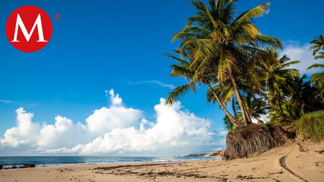¿Cómo están trabajando las autoridades para liberar las playas de Baja California Sur?