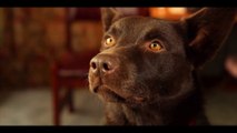 Koko A Red Dog Story Trailer