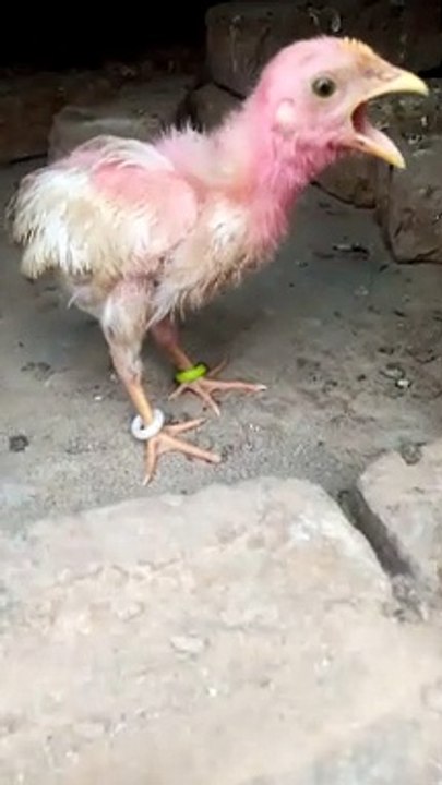 Murgy ka bacha