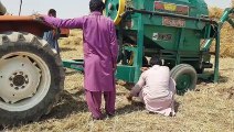 Wheat Harvesting Method | wheat harvesting process | Wheat harvesting With Thresher | Agriculture