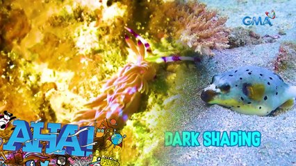 Nudibranch at Dog-faced puffer fish, mga kakaibang sea creature | AHA!