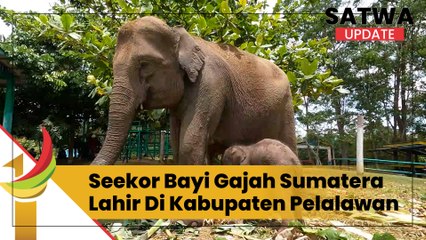 Seekor Bayi Gajah Sumatera Lahir Di Kabupaten Pelalawan