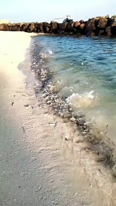 Ikan bergerombol naik ke pantai