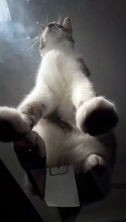 Cute and funny cat videos compilation part 4