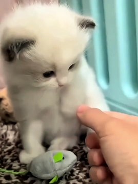 Cat Funny Moments | Funny Cats | Cute Pets | Funny Animals #animals #pets #cats #cat #catvideos #4u