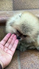 cure baby dog puppy completion videos