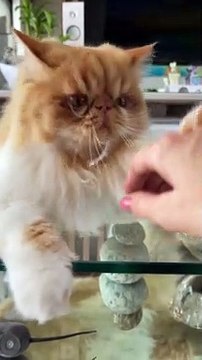 cute baby cats, cute and funny cat videos compilation #1 cute cat videos 2023